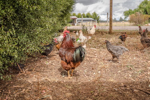 Glencoe Country Bed And Breakfast - Accommodation Bookings 32