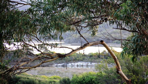 KINGFISHER COTTAGE Beachfront At The Binalong Bay - Accommodation Bookings 17