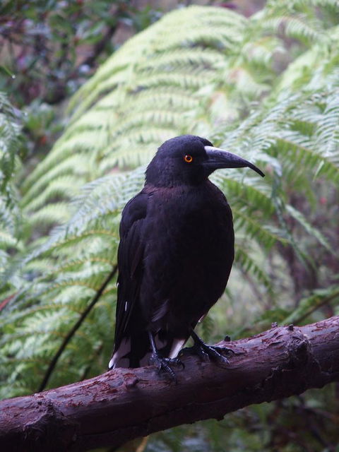 Cradle Highlander - Accommodation Bookings 8