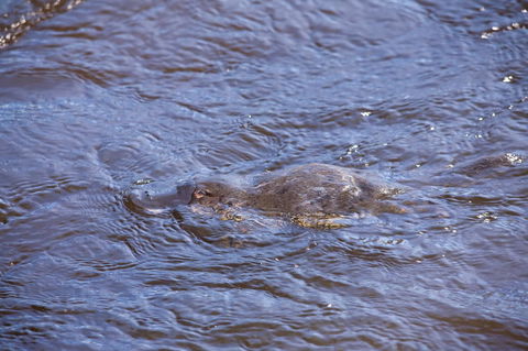Platypus Playground Riverside Cottage - Accommodation Bookings 16