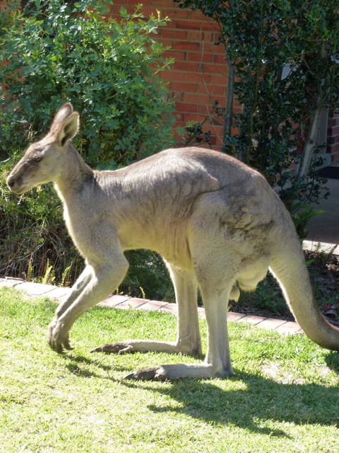 The Grampians Motel - Accommodation Bookings 3
