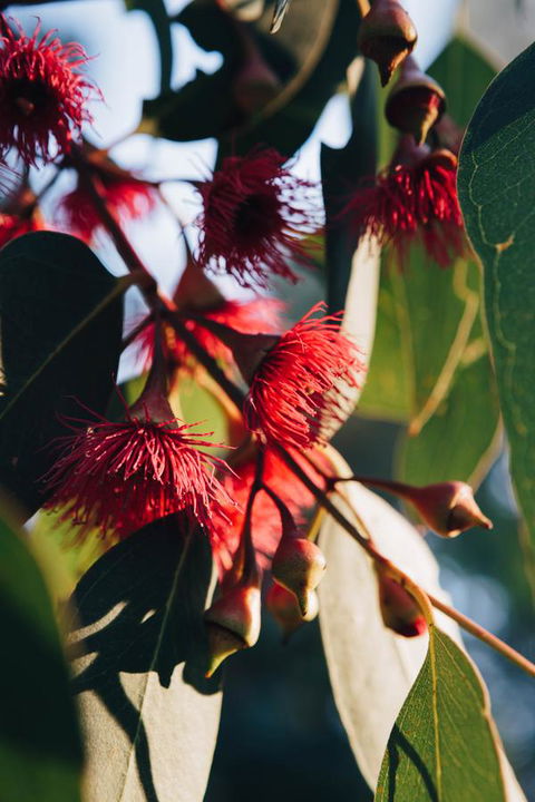 Dunkeld Studio Accommodation - Accommodation Bookings 20