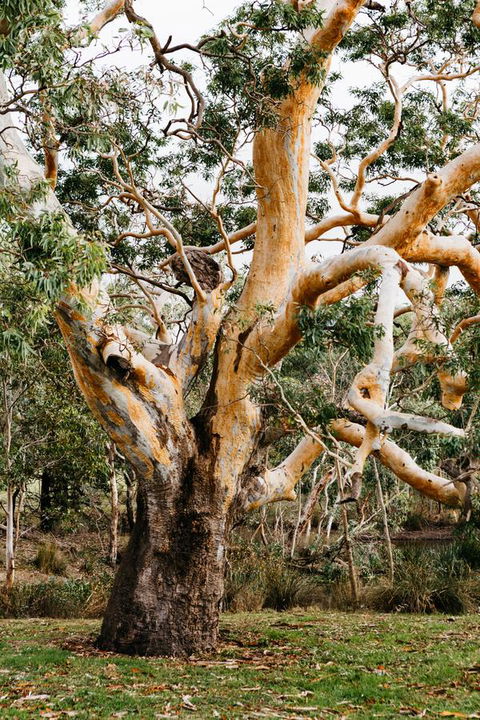 Dunkeld Studio Accommodation - Accommodation Bookings 22