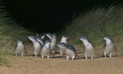 Phillip Island Apartments - Accommodation Bookings 13