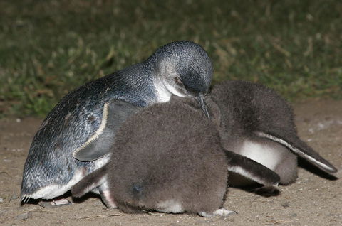 Phillip Island Apartments - Accommodation Bookings 19