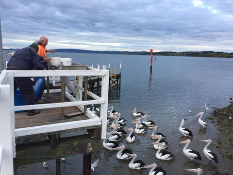 Pelicans Motel San Remo - Accommodation Bookings 18