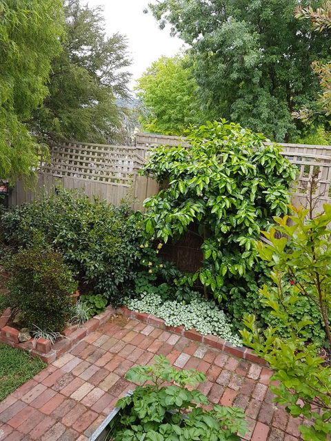 Healesville House - Fig Tree House - Accommodation Bookings 21