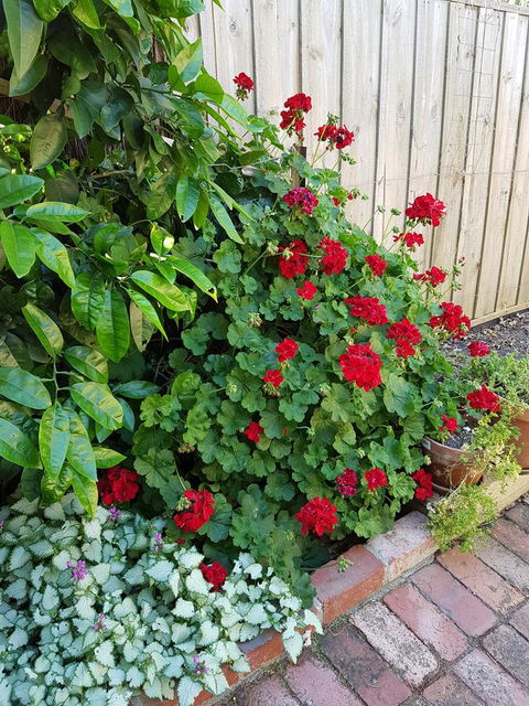 Healesville House - Fig Tree House - Accommodation Bookings 18
