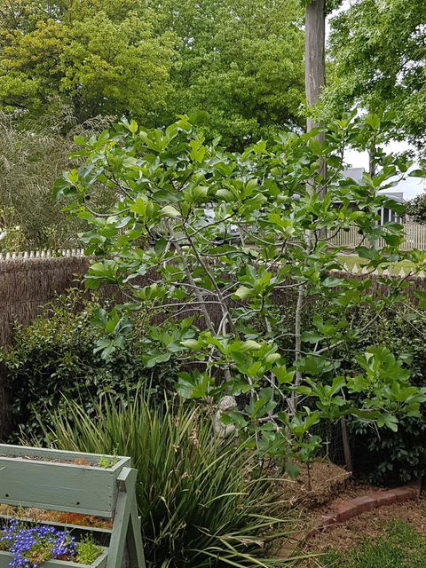 Healesville House - Fig Tree House - Accommodation Bookings 20