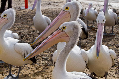 Arcadia Phillip Island - Accommodation Bookings 25
