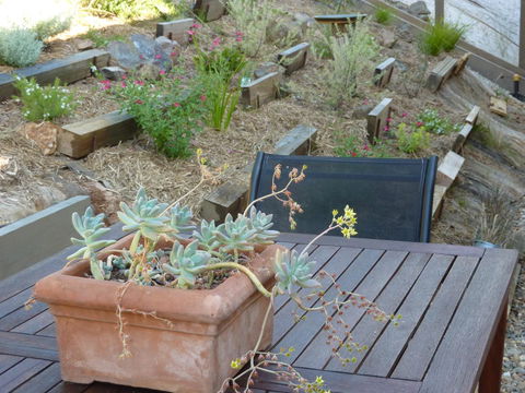 Saje\'s House & Pod - Accommodation Bookings 12