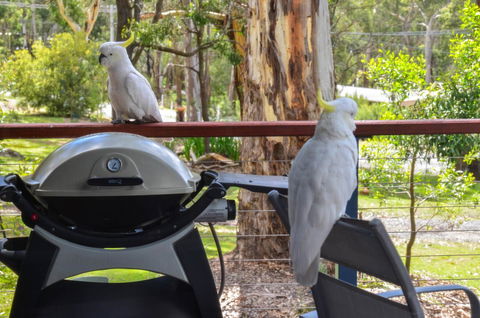 Blue Ridge Retreat - Accommodation Bookings 3