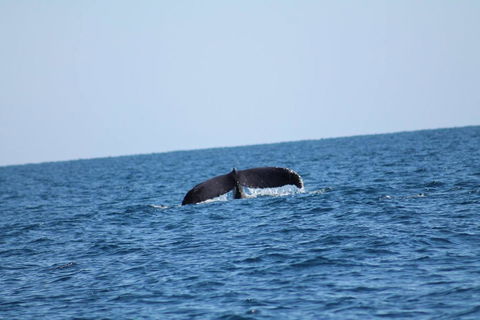 The Cove Holiday Village - Accommodation Bookings 1