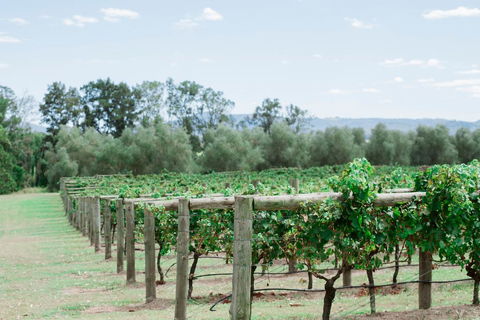 Tranquil Vale Vineyard - Accommodation Bookings 2