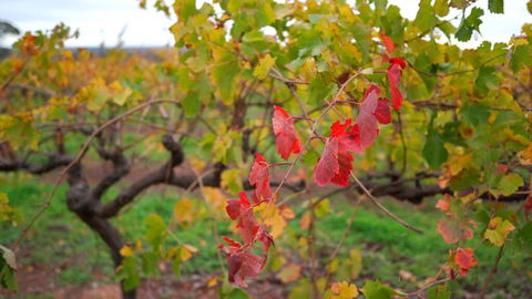 Triple Creek Guest House - Barossa Region - Accommodation Bookings 3