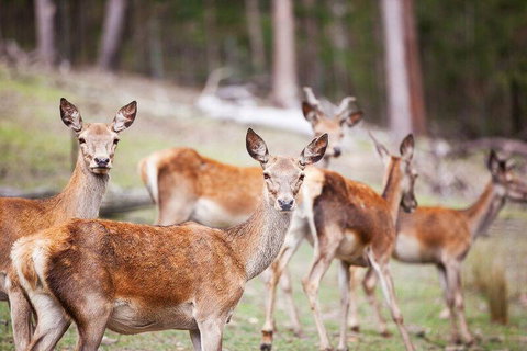 Villa Cervi Property - Accommodation Bookings 0