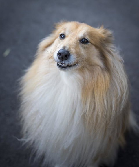 Walhalla Wild Cherry - Accommodation Bookings 3