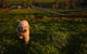 Wantana Cottage Farmstay - thumb 1