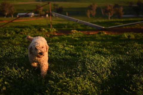 Wantana Cottage Farmstay - Accommodation Bookings 1