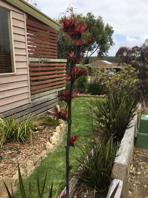 The PC Cottage - Accommodation Bookings 31