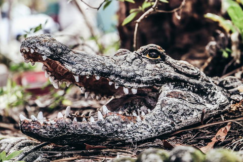 Cool Bananas Backpackers - Accommodation Bookings 42