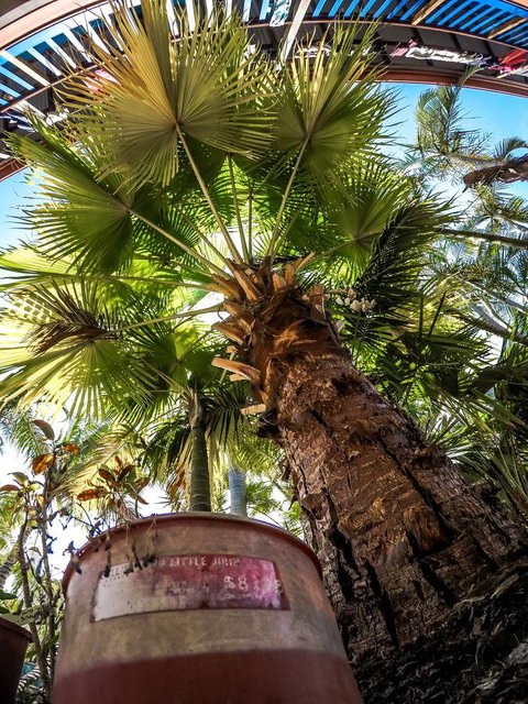 Cool Bananas Backpackers - Accommodation Bookings 14