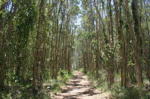 Lake Weyba Noosa Lodge & Kangaroos - Accommodation Bookings 39