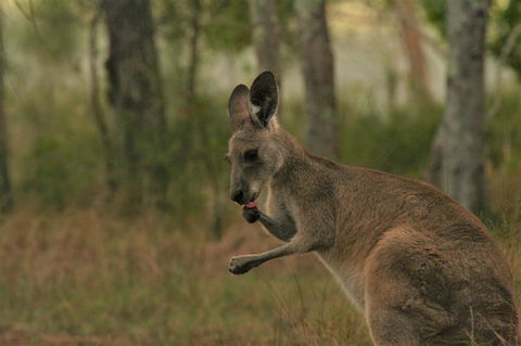 Lake Weyba Noosa Lodge & Kangaroos - Accommodation Bookings 43