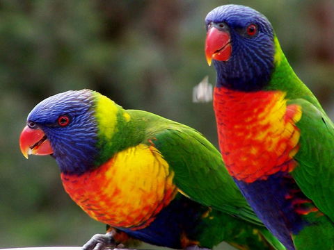 Lake Weyba Noosa Lodge & Kangaroos - Accommodation Bookings 12