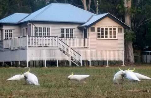 Lake Weyba Noosa Lodge & Kangaroos - Accommodation Bookings 20