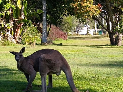 Lake Weyba Noosa Lodge & Kangaroos - Accommodation Bookings 24