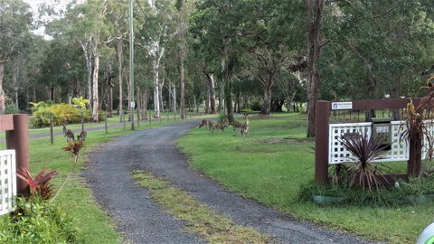 Lake Weyba Noosa Lodge & Kangaroos - Accommodation Bookings 42