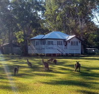 Lake Weyba Noosa Lodge  Kangaroos