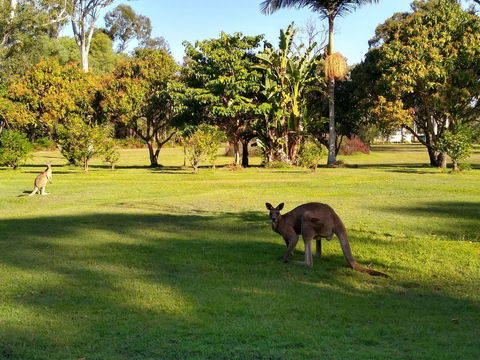 Lake Weyba Noosa Lodge & Kangaroos - Accommodation Bookings 8