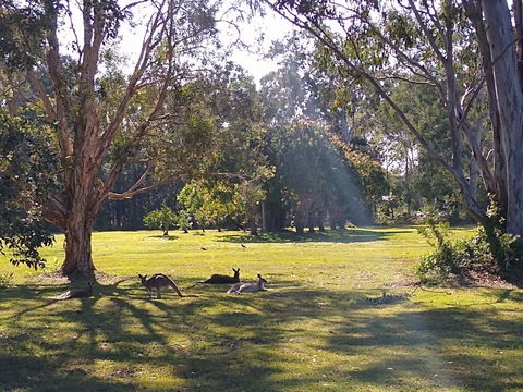 Lake Weyba Noosa Lodge & Kangaroos - Accommodation Bookings 4