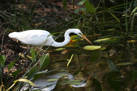 Lake Weyba Noosa Lodge & Kangaroos - Accommodation Bookings 33