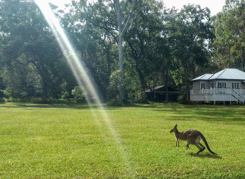 Lake Weyba Noosa Lodge & Kangaroos - Accommodation Bookings 26