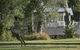 Lake Weyba Noosa Lodge & Kangaroos - thumb 31