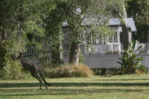 Lake Weyba Noosa Lodge & Kangaroos - Accommodation Bookings 31