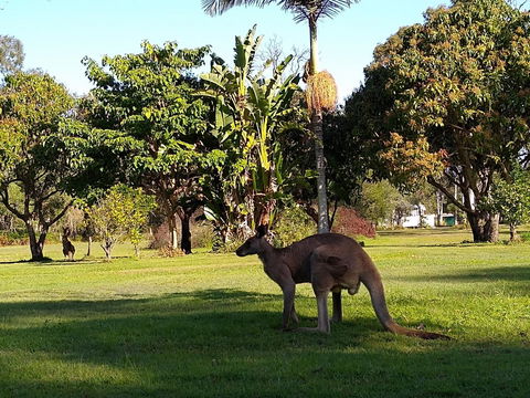 Lake Weyba Noosa Lodge & Kangaroos - Accommodation Bookings 35