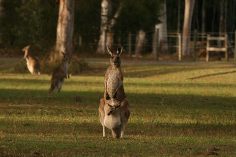 Lake Weyba Noosa Lodge & Kangaroos - Accommodation Bookings 16