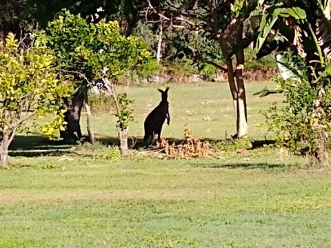 Lake Weyba Noosa Lodge & Kangaroos - Accommodation Bookings 29