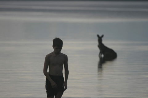 Lake Weyba Noosa Lodge & Kangaroos - Accommodation Bookings 37