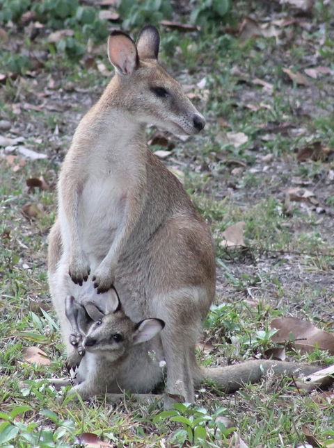 Airlie Beach Eco Cabins - Adults Only - Accommodation Bookings 40