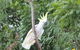 Airlie Beach Eco Cabins - Adults Only - thumb 4