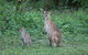 Airlie Beach Eco Cabins - Adults Only - thumb 16