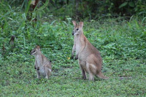 Airlie Beach Eco Cabins - Adults Only - Accommodation Bookings 16