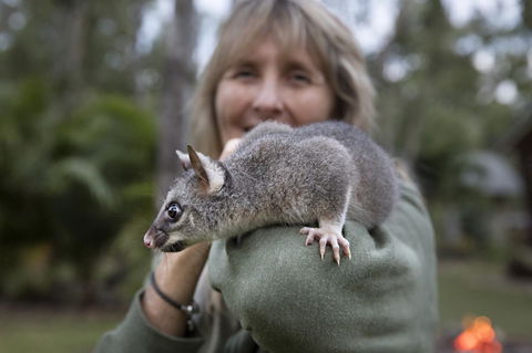 Airlie Beach Eco Cabins - Adults Only - Accommodation Bookings 11