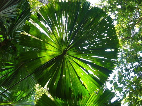 Port Douglas Retreat - Accommodation Bookings 19