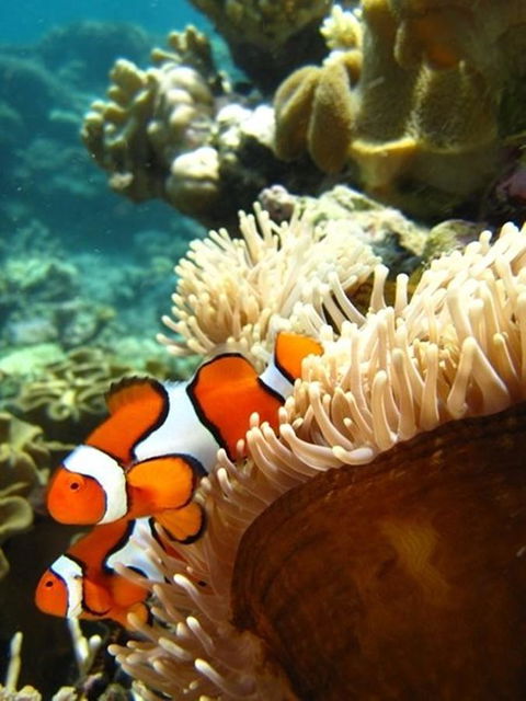 Port Douglas Retreat - Accommodation Bookings 12